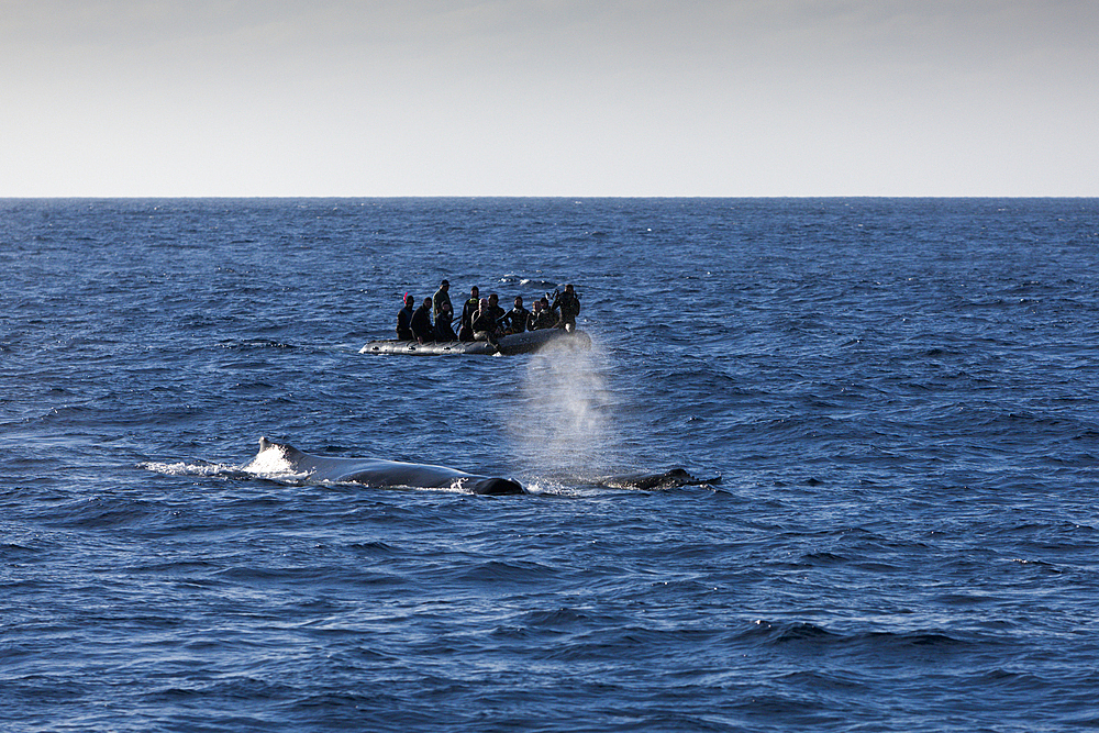 Whale watching near Socorro, Revillagigedo Islands, Mexico