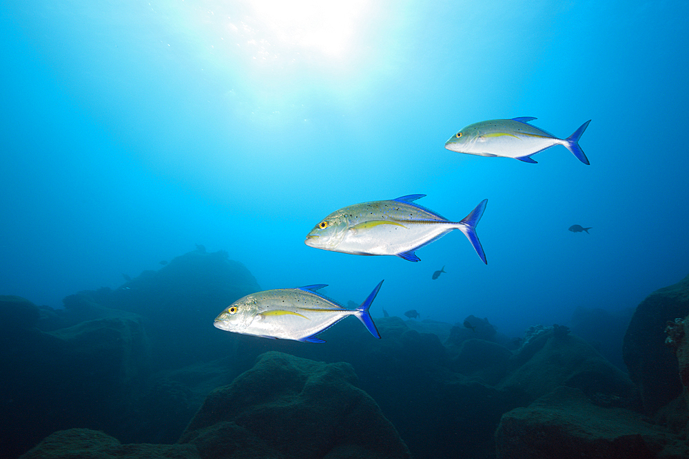 Bluefin Trevally, Caranx melampygus, San Benedicto, Revillagigedo Islands, Mexico