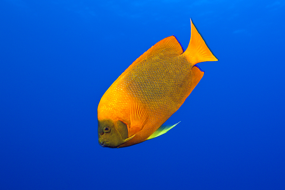 Clarion Angelfish, Holacanthus clarionensis, San Benedicto, Revillagigedo Islands, Mexico