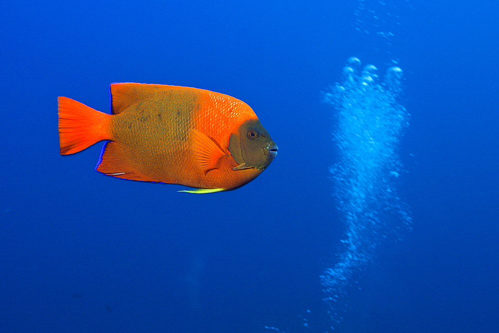 Clarion Angelfish, Holacanthus clarionensis, San Benedicto, Revillagigedo Islands, Mexico