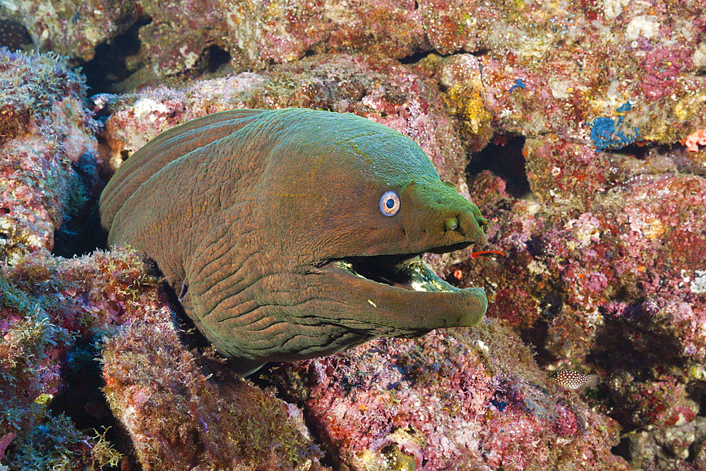 Panamic Green Moray Eel, Gymnothorax castaneus, San Benedicto, Revillagigedo Islands, Mexico