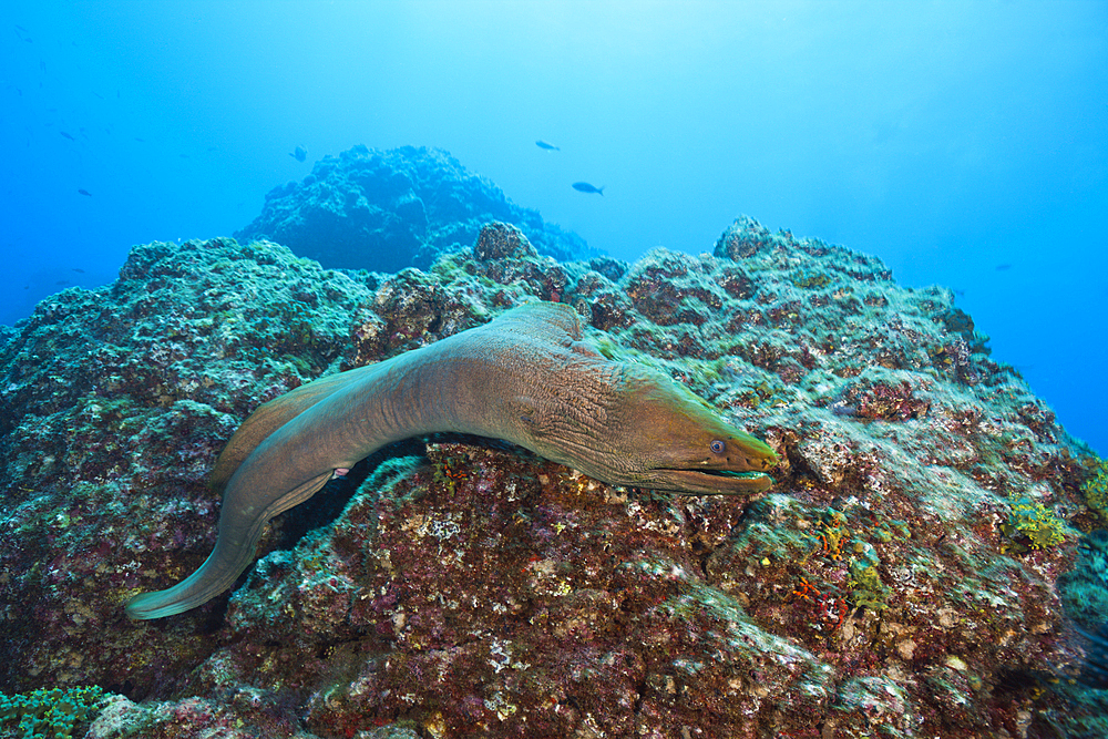 Panamic Green Moray Eel, Gymnothorax castaneus, San Benedicto, Revillagigedo Islands, Mexico