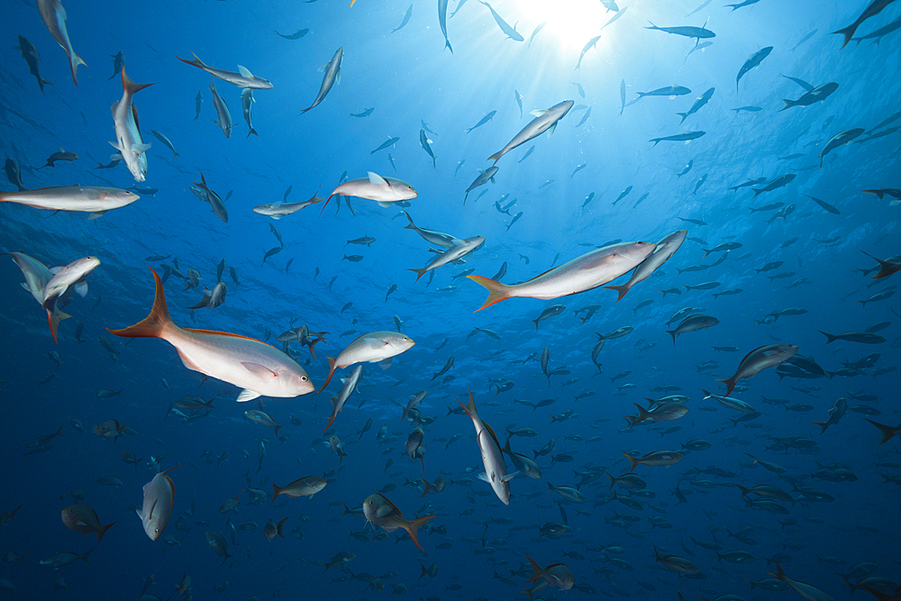 Pacific Creolefish, Paranthias colonus, Socorro, Revillagigedo Islands, Mexico