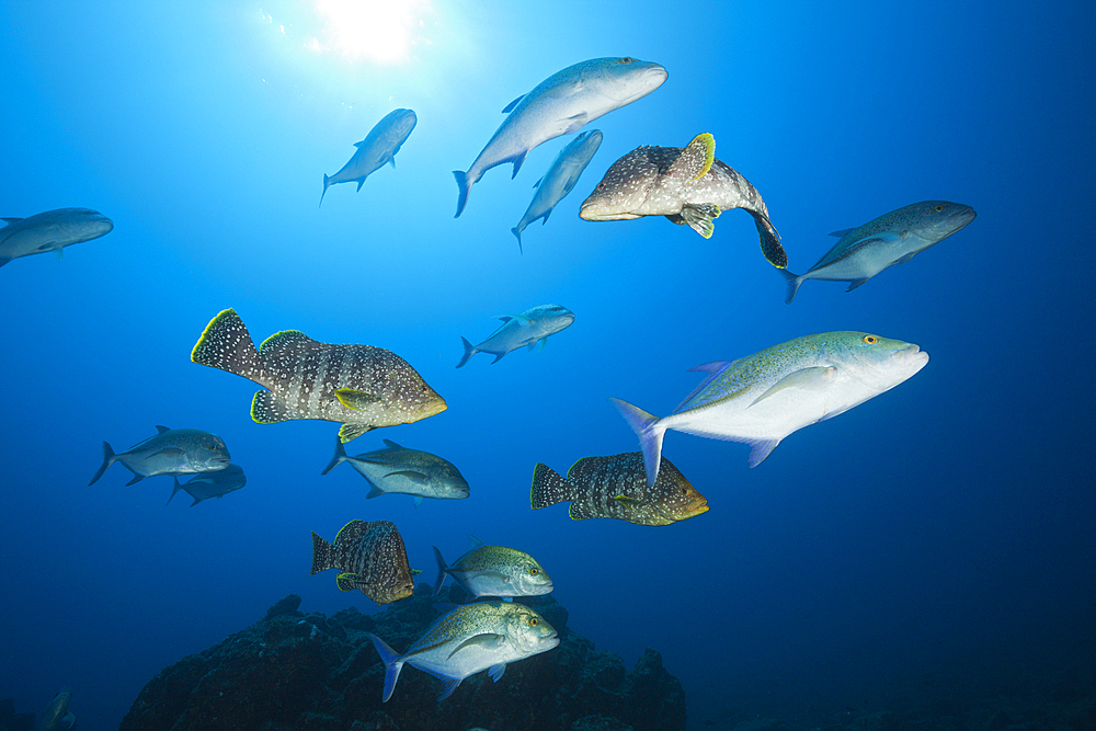 Bluefin Trevally and Leather Bass hunting together, Caranx melampygus, Dermatolepis dermatolepis, Socorro, Revillagigedo Islands, Mexico