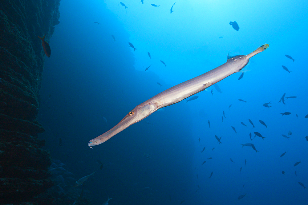 Trumpetfish, Aulostomus chinensis, Socorro, Revillagigedo Islands, Mexico