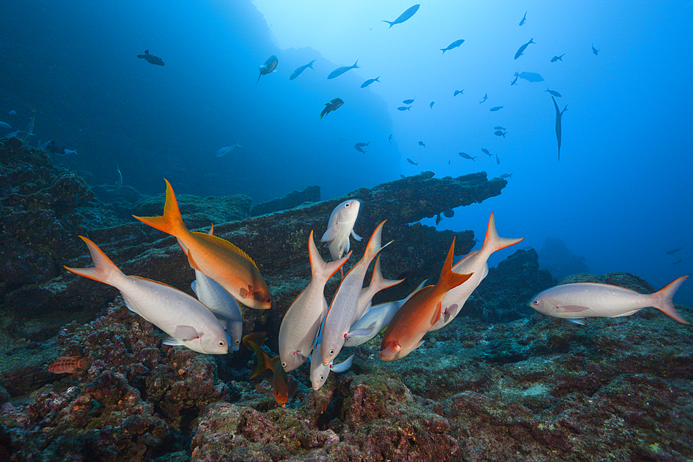 Pacific Creolefish, Paranthias colonus, Socorro, Revillagigedo Islands, Mexico