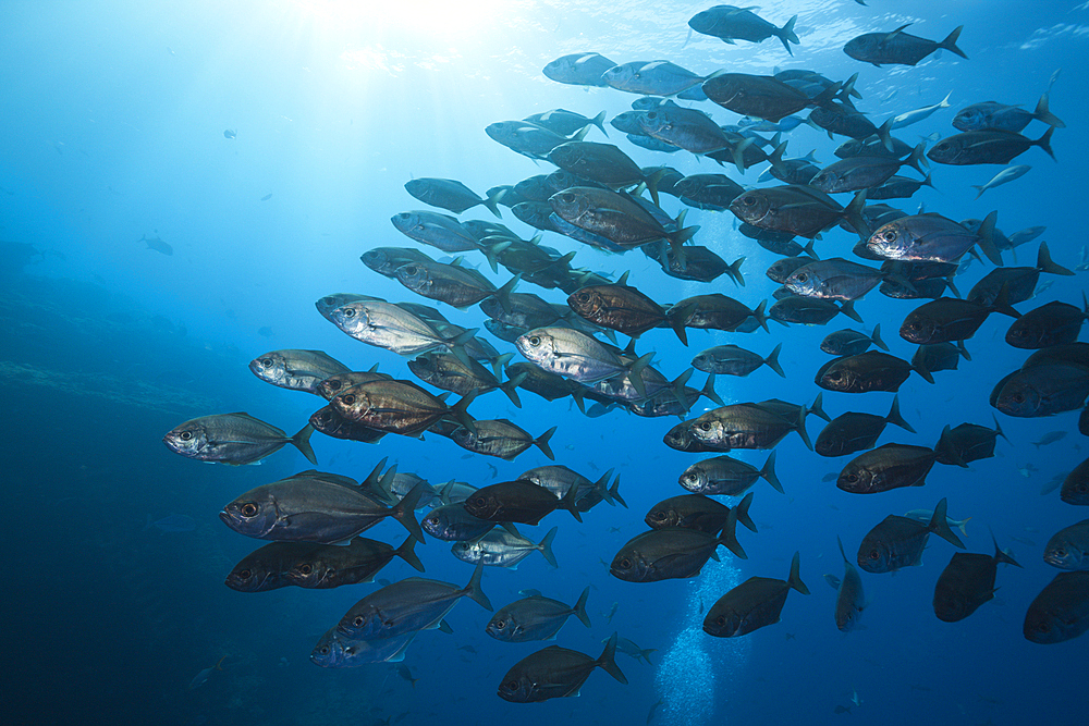 Shoal of Cottonmouth Jack, Uraspis secunda, Roca Partida, Revillagigedo Islands, Mexico