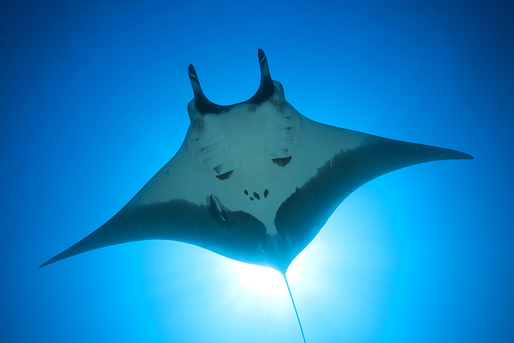 Manta, Manta birostris, San Benedicto, Revillagigedo Islands, Mexico