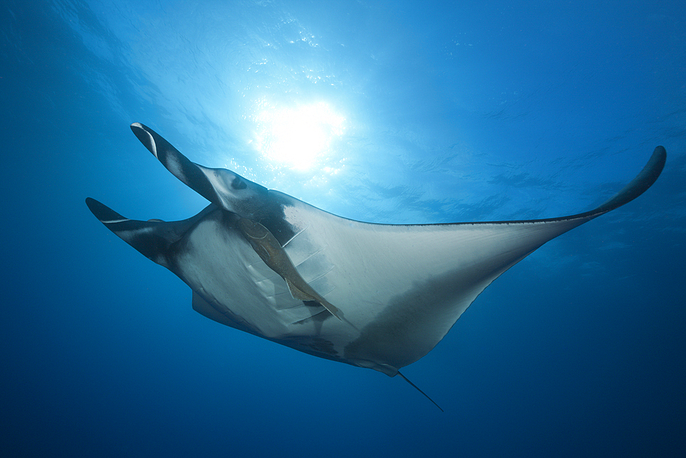 Manta, Manta birostris, San Benedicto, Revillagigedo Islands, Mexico