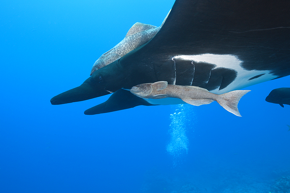 Manta, Manta birostris, Socorro, Revillagigedo Islands, Mexico