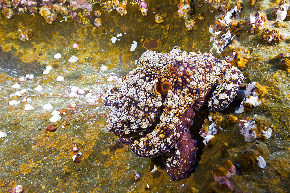 Common Octopus, Octopus vulgaris, Roca Partida, Revillagigedo Islands, Mexico