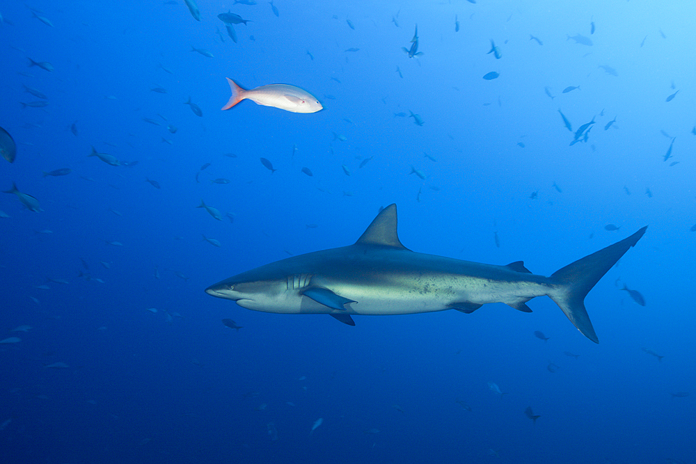 Galapagos Shark, Carcharhinus galapagensis, Roca Partida, Revillagigedo Islands, Mexico