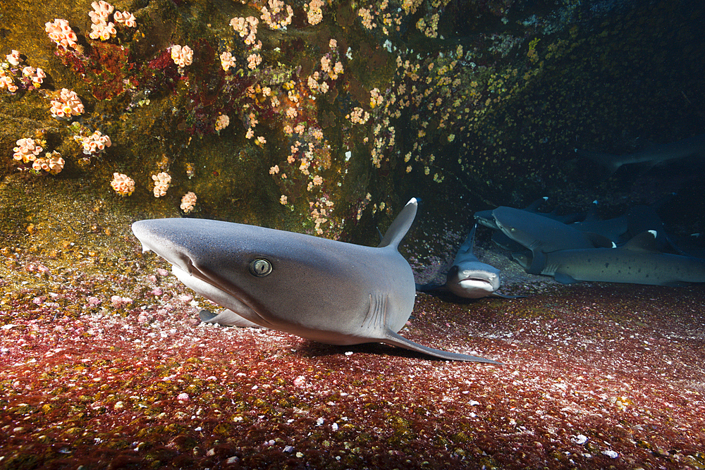 Whitetip Reef Shark resting in Cave, Triaenodon obesus, Roca Partida, Revillagigedo Islands, Mexico