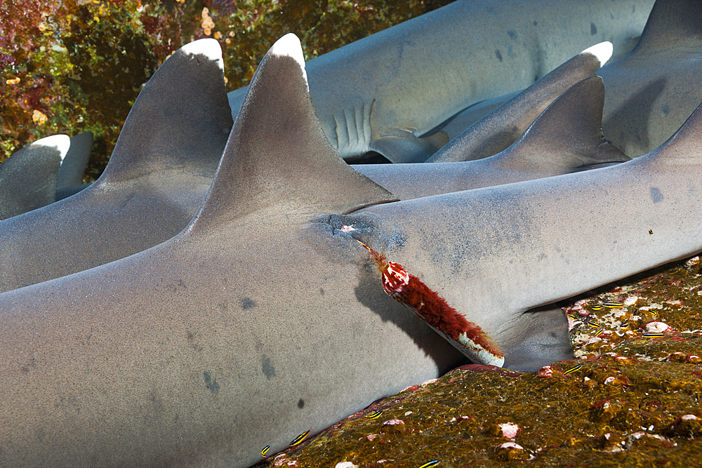 Whitetip Reef Shark beeing tagged, Triaenodon obesus, Roca Partida, Revillagigedo Islands, Mexico