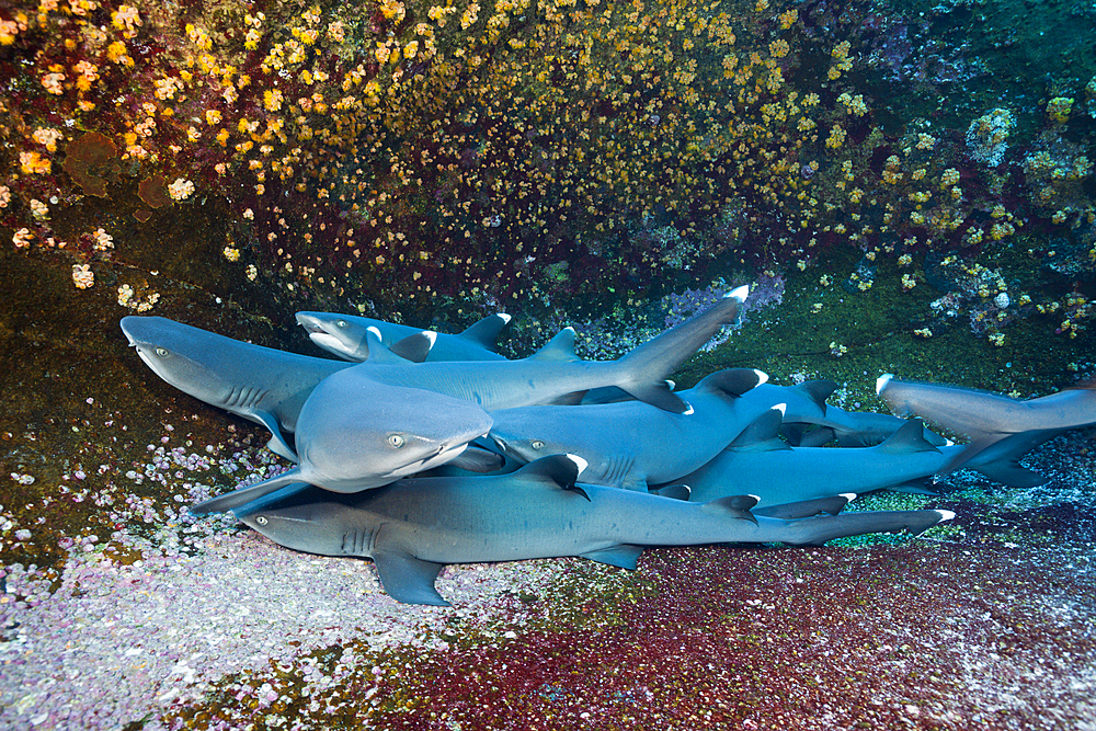 Whitetip Reef Shark resting in Cave, Triaenodon obesus, Roca Partida, Revillagigedo Islands, Mexico