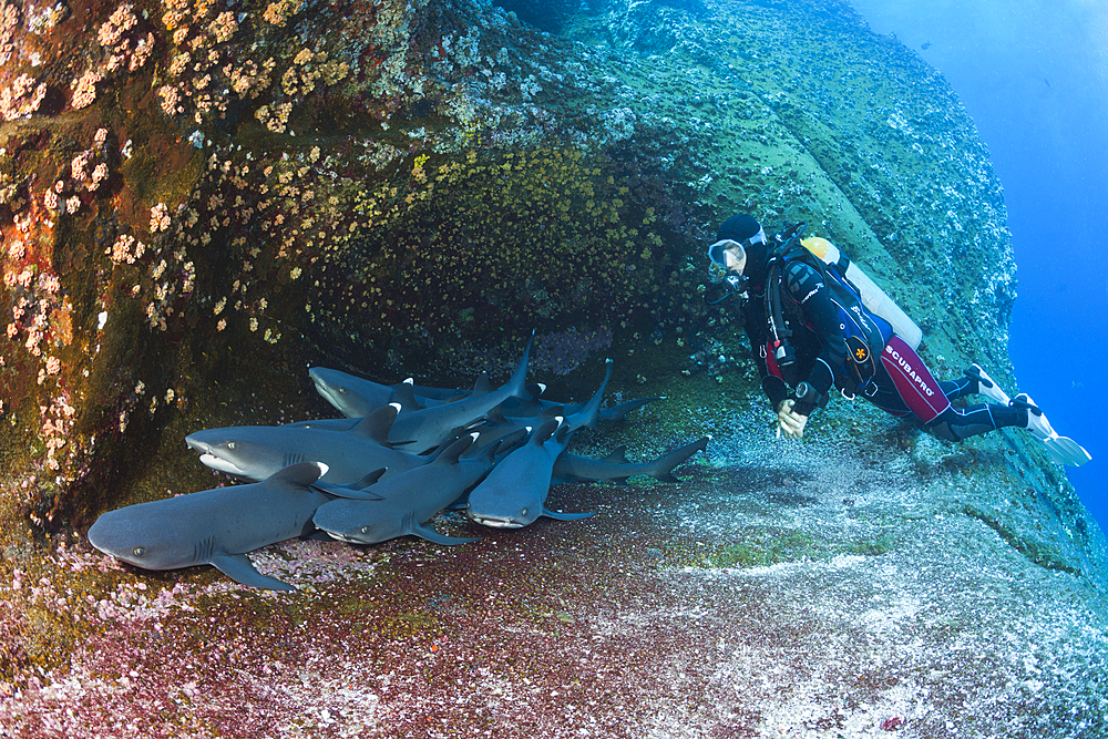 Whitetip Reef Shark resting in Cave, Triaenodon obesus, Roca Partida, Revillagigedo Islands, Mexico