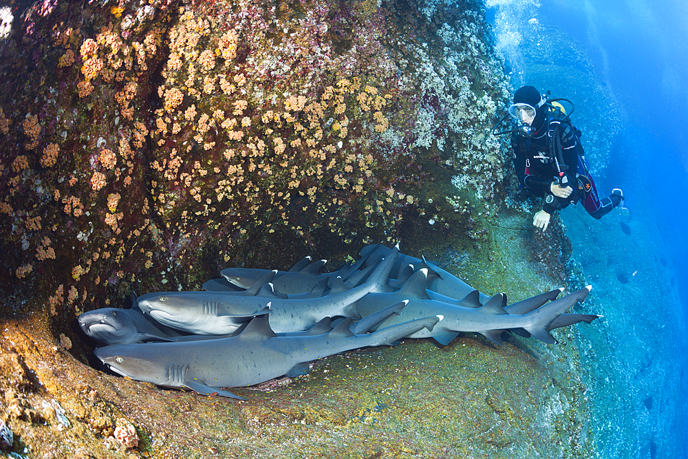 Whitetip Reef Shark resting in Cave, Triaenodon obesus, Roca Partida, Revillagigedo Islands, Mexico