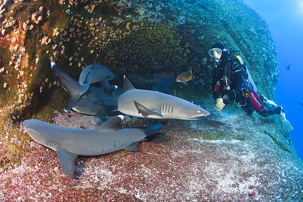 Whitetip Reef Shark resting in Cave, Triaenodon obesus, Roca Partida, Revillagigedo Islands, Mexico