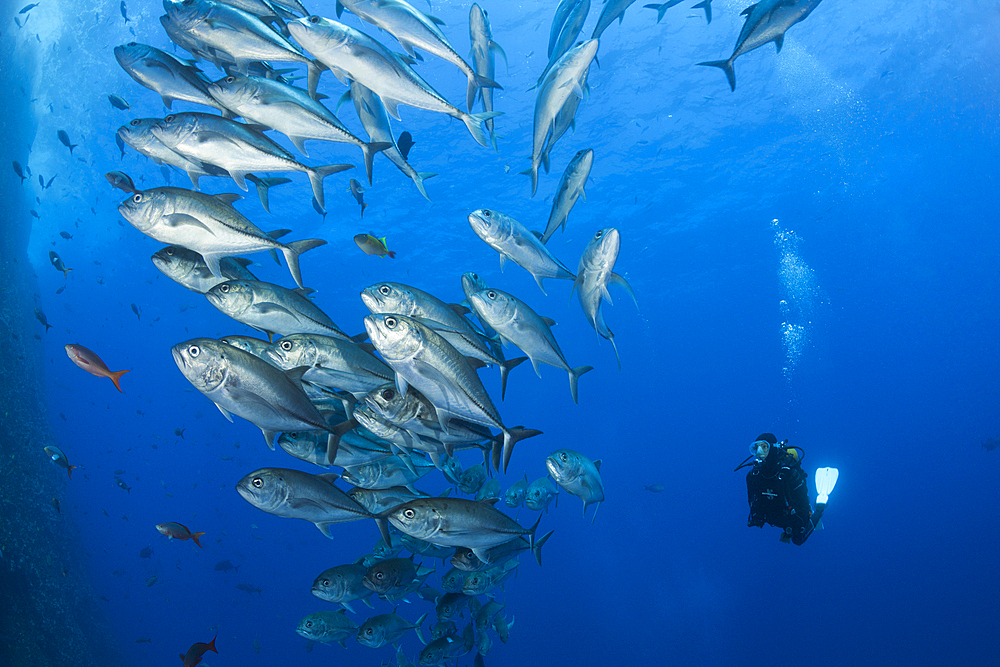 Scuba Diver and Shoal of Bigeye Trevally, Caranx sexfasciatus, Roca Partida, Revillagigedo Islands, Mexico