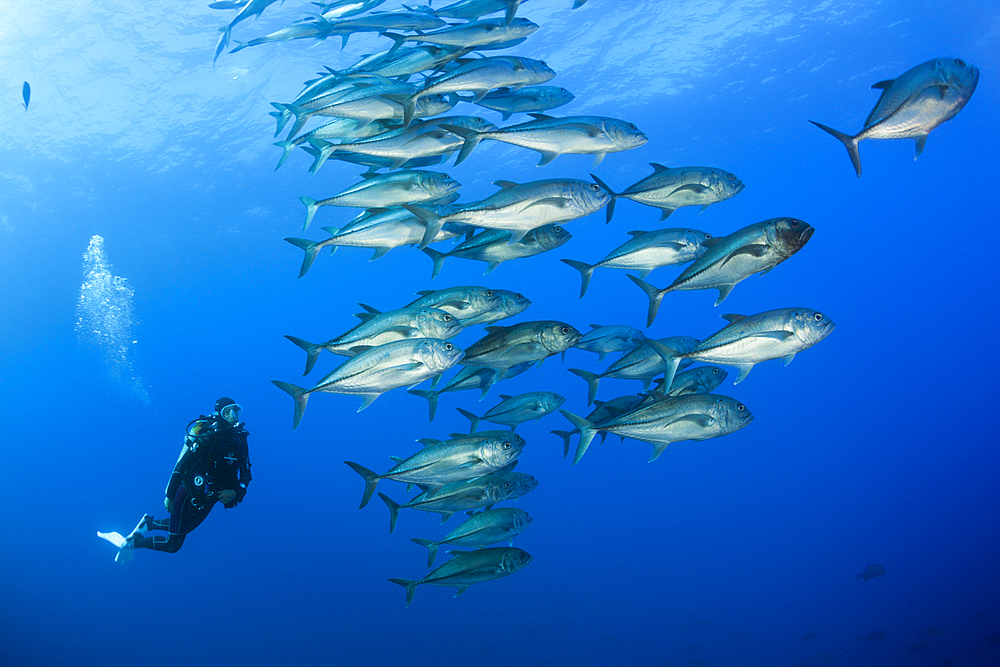 Scuba Diver and Shoal of Bigeye Trevally, Caranx sexfasciatus, Roca Partida, Revillagigedo Islands, Mexico