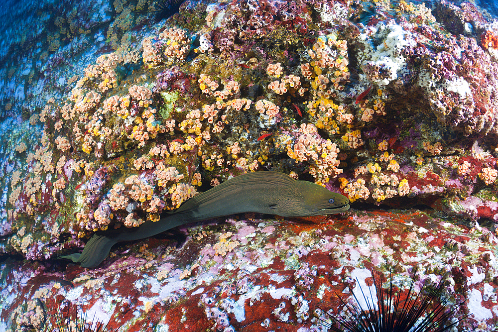 Panamic Green Moray Eel, Gymnothorax castaneus, Socorro, Revillagigedo Islands, Mexico