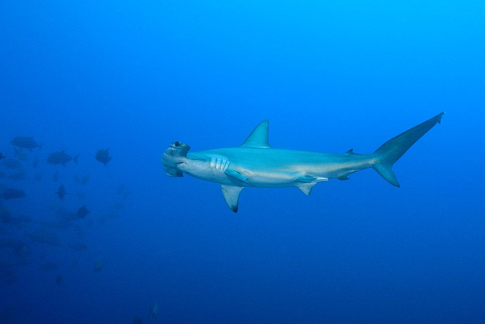 Scalloped Hammerhead Shark, Sphyrna lewini, Roca Partida, Revillagigedo Islands, Mexico