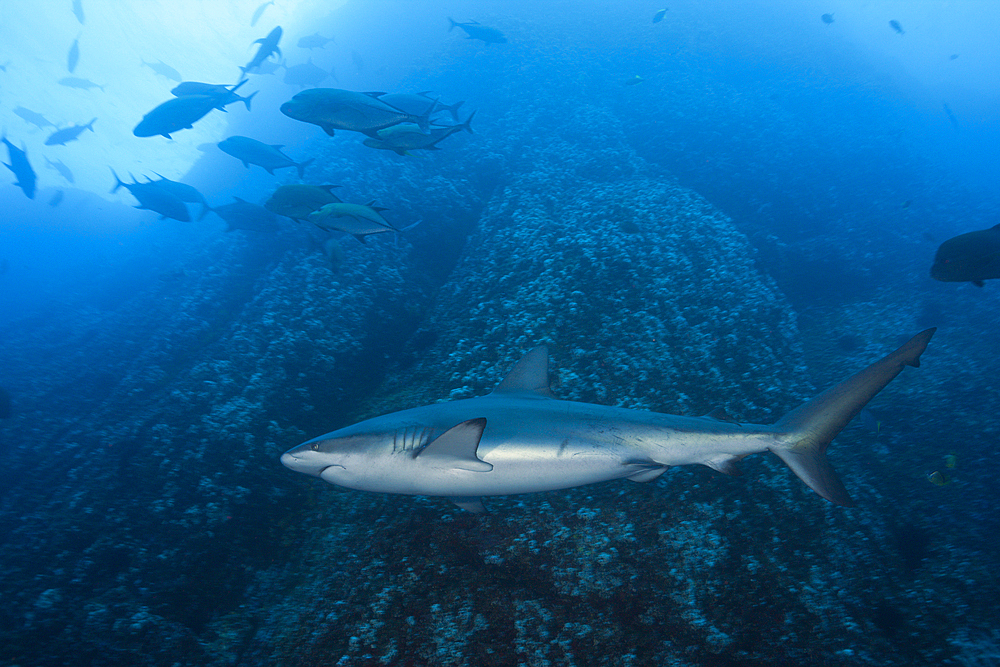 Galapagos Shark, Carcharhinus galapagensis, Roca Partida, Revillagigedo Islands, Mexico