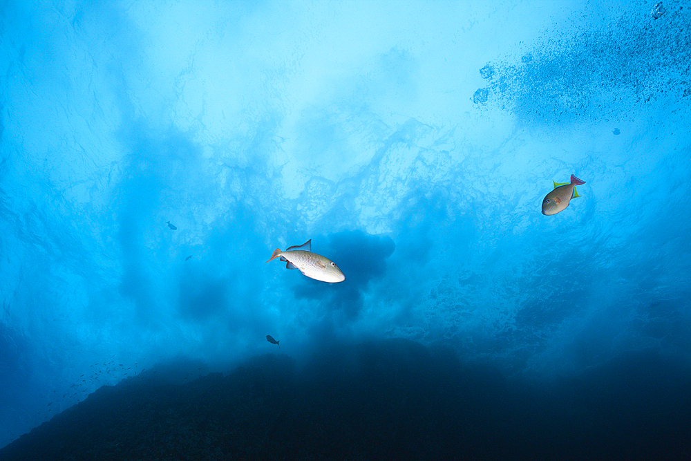 Redtail Triggerfish, Xanthichthys mento, Roca Partida, Revillagigedo Islands, Mexico