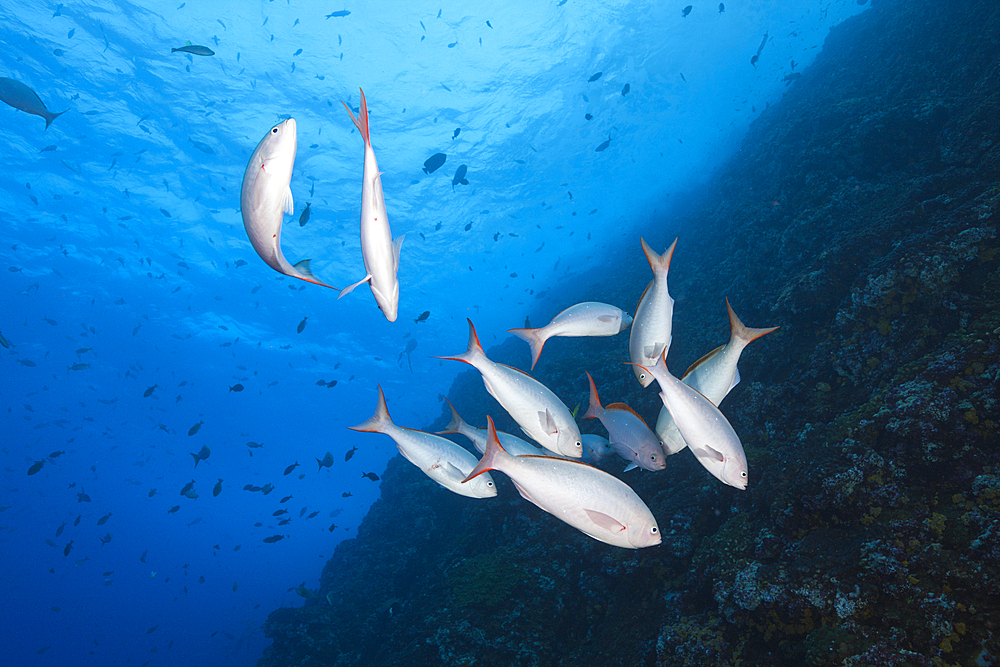 Pacific Creolefish, Paranthias colonus, Socorro, Revillagigedo Islands, Mexico