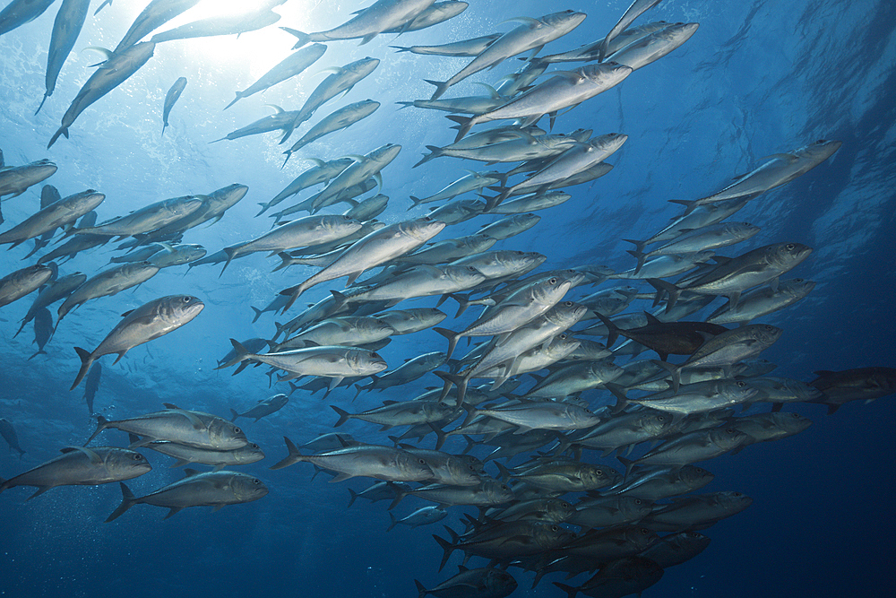 Shoal of Bigeye Trevally, Caranx sexfasciatus, Socorro, Revillagigedo Islands, Mexico