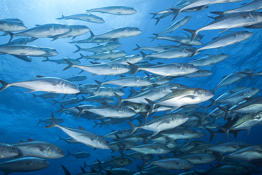 Shoal of Bigeye Trevally, Caranx sexfasciatus, Socorro, Revillagigedo Islands, Mexico