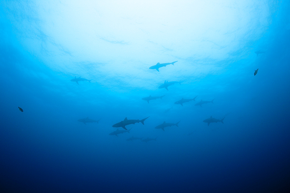 Galapagos Shark, Carcharhinus galapagensis, Socorro, Revillagigedo Islands, Mexico