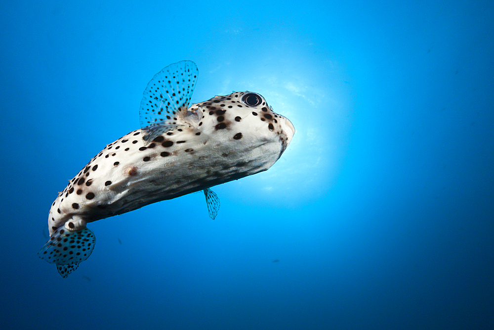 Common Porcupinefish, Diodon hystrix, Socorro, Revillagigedo Islands, Mexico