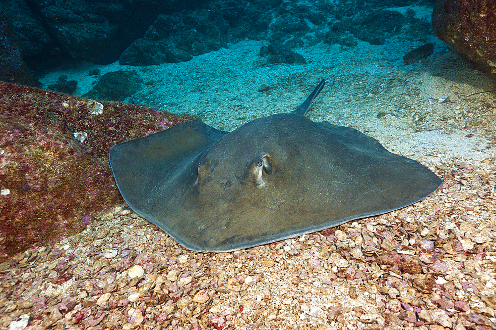 Diamond Stingray, Dasyatis brevis, San Benedicto, Revillagigedo Islands, Mexico