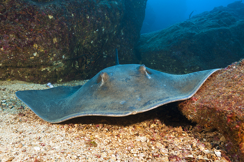 Diamond Stingray, Dasyatis brevis, San Benedicto, Revillagigedo Islands, Mexico