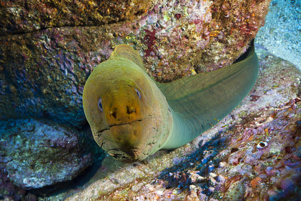 Panamic Green Moray Eel, Gymnothorax castaneus, Socorro, Revillagigedo Islands, Mexico