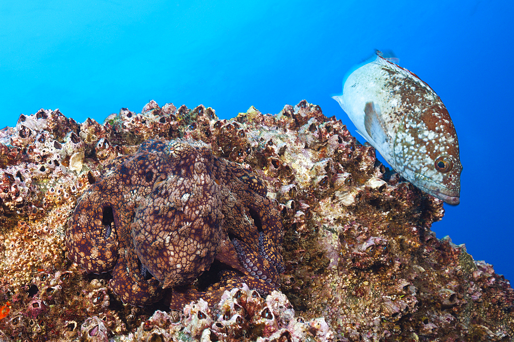 Common Octopus, Octopus vulgaris, Socorro, Revillagigedo Islands, Mexico