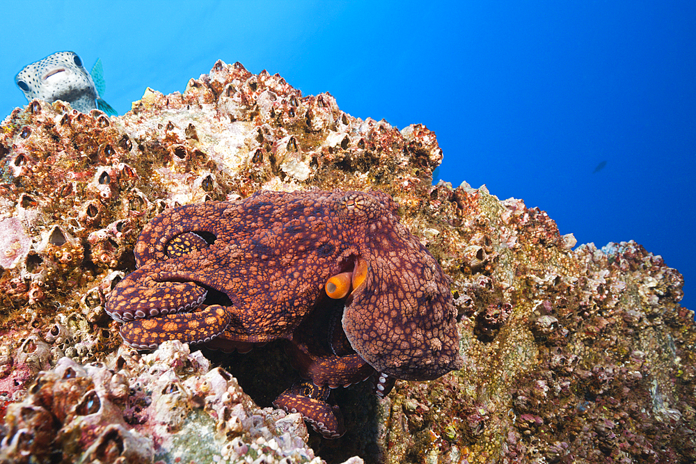 Common Octopus, Octopus vulgaris, Socorro, Revillagigedo Islands, Mexico