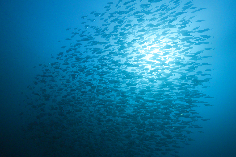 Shoal of Pacific Bonito, Sarda chiliensis chiliensis, Socorro, Revillagigedo Islands, Mexico