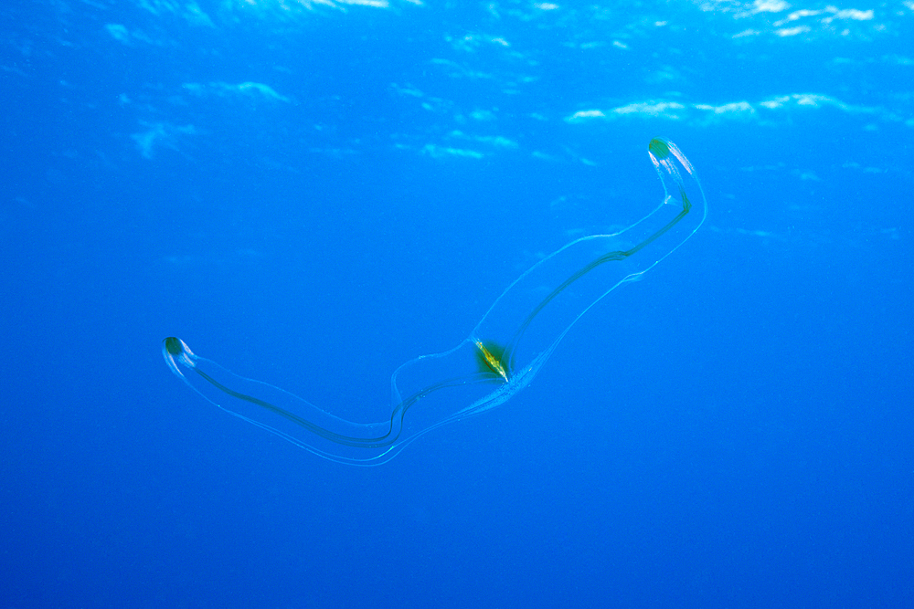 Venus Belt Comb Jellyfish, Cestum veneris, Socorro, Revillagigedo Islands, Mexico