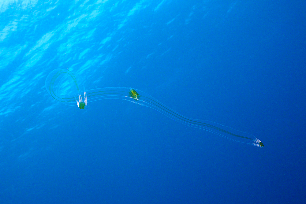 Venus Belt Comb Jellyfish, Cestum veneris, Socorro, Revillagigedo Islands, Mexico