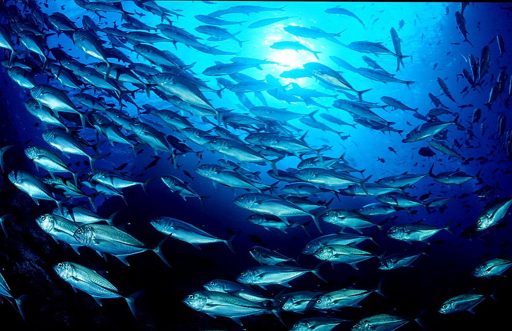 Bigeye trevally, Caranx sexfasciatus, Costa Rica, Pacific Ocean, Cocos Island, Latin america