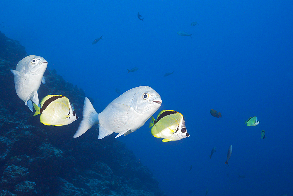 Blue-bronze Sea Chub and Barberfish, Kyphosus analogus, Johnrandallia nigrirostris, San Benedicto, Revillagigedo Islands, Mexico