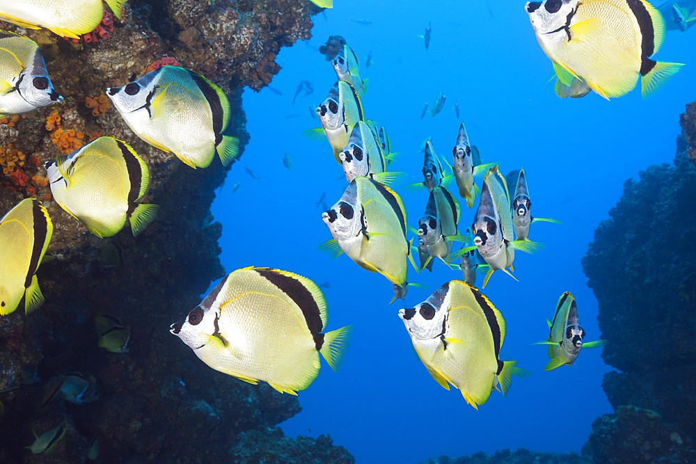 Shoal of Barberfish, Johnrandallia nigrirostris, San Benedicto, Revillagigedo Islands, Mexico