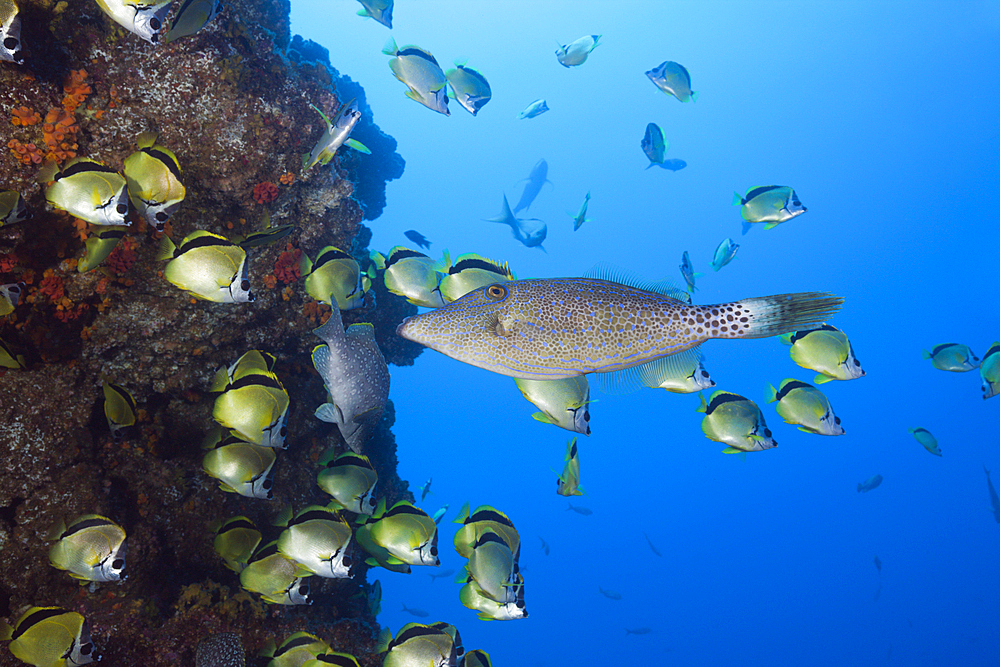 Scrawled Filefish in Shoal of Barberfish, Aluterus scriptus, Johnrandallia nigrirostris, San Benedicto, Revillagigedo Islands, Mexico