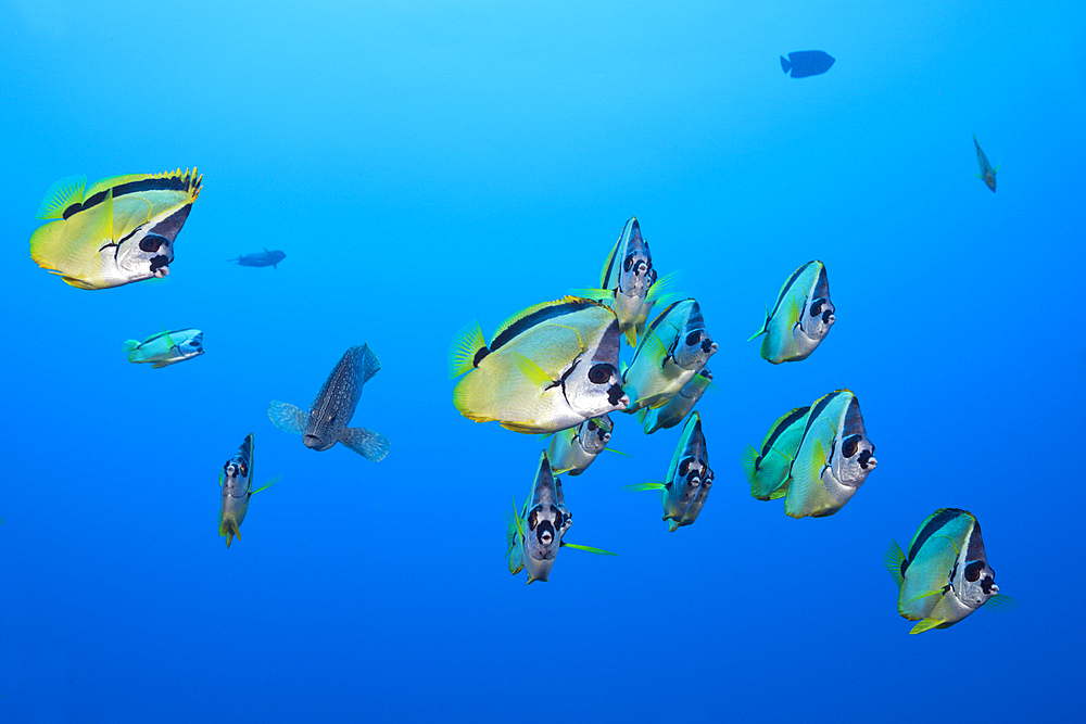 Shoal of Barberfish, Johnrandallia nigrirostris, San Benedicto, Revillagigedo Islands, Mexico