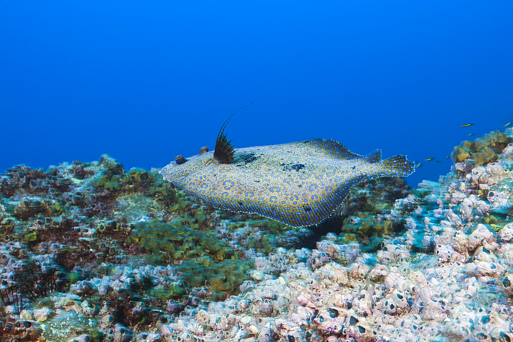 Pacific Leopard Flounder, Bothus leopardinus, San Benedicto, Revillagigedo Islands, Mexico