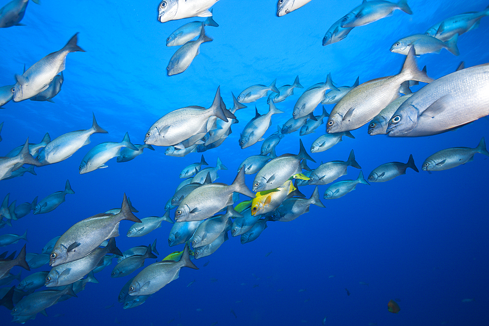 Shoal of Blue-bronze Sea Chub, Kyphosus analogus, San Benedicto, Revillagigedo Islands, Mexico