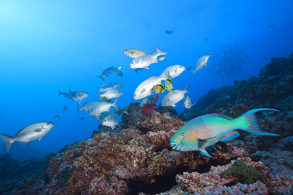 Shoal of Blue-bronze Sea Chub at Cleaning Station, Kyphosus analogus, San Benedicto, Revillagigedo Islands, Mexico