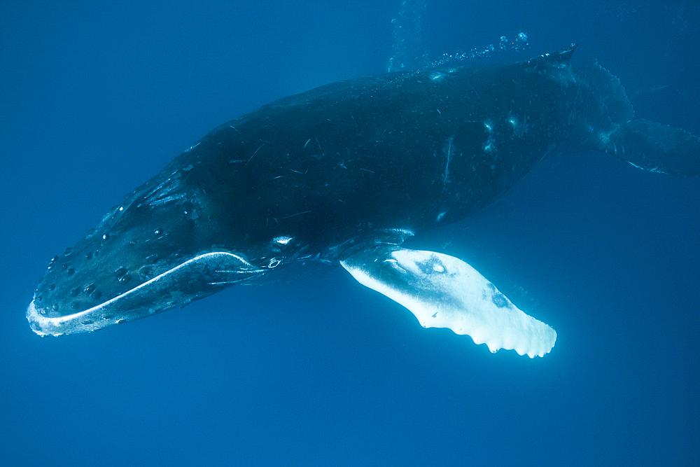 Humpback Whale, Megaptera novaeangliae, San Benedicto, Revillagigedo Islands, Mexico